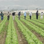 Labor Trafficking Preys on the Undocumented